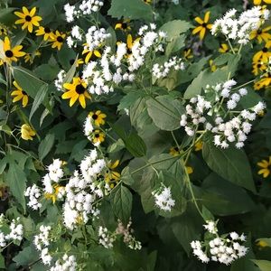 Meet your Posher, Reegan